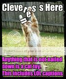 funny-pictures-captions-are-a-cat-t.jpg